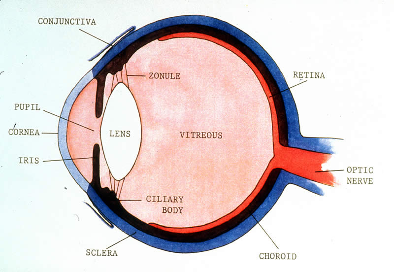Iris of the Eye: Definition, Anatomy & Common Conditions